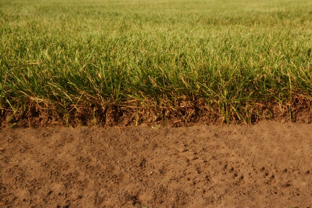 sod blend, ontario sod blend, kentucky bluegrass sod b=mix, kentucky bluegrass