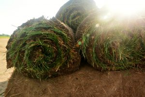 windsor sod rolls, ontario sod, ontario sod rolls, 4 dimensional sod blend